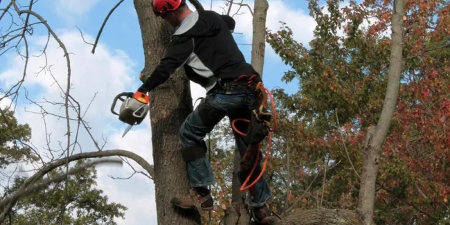 Mon voisin a des branches qui dépassent de son habitation puis-je les couper?
