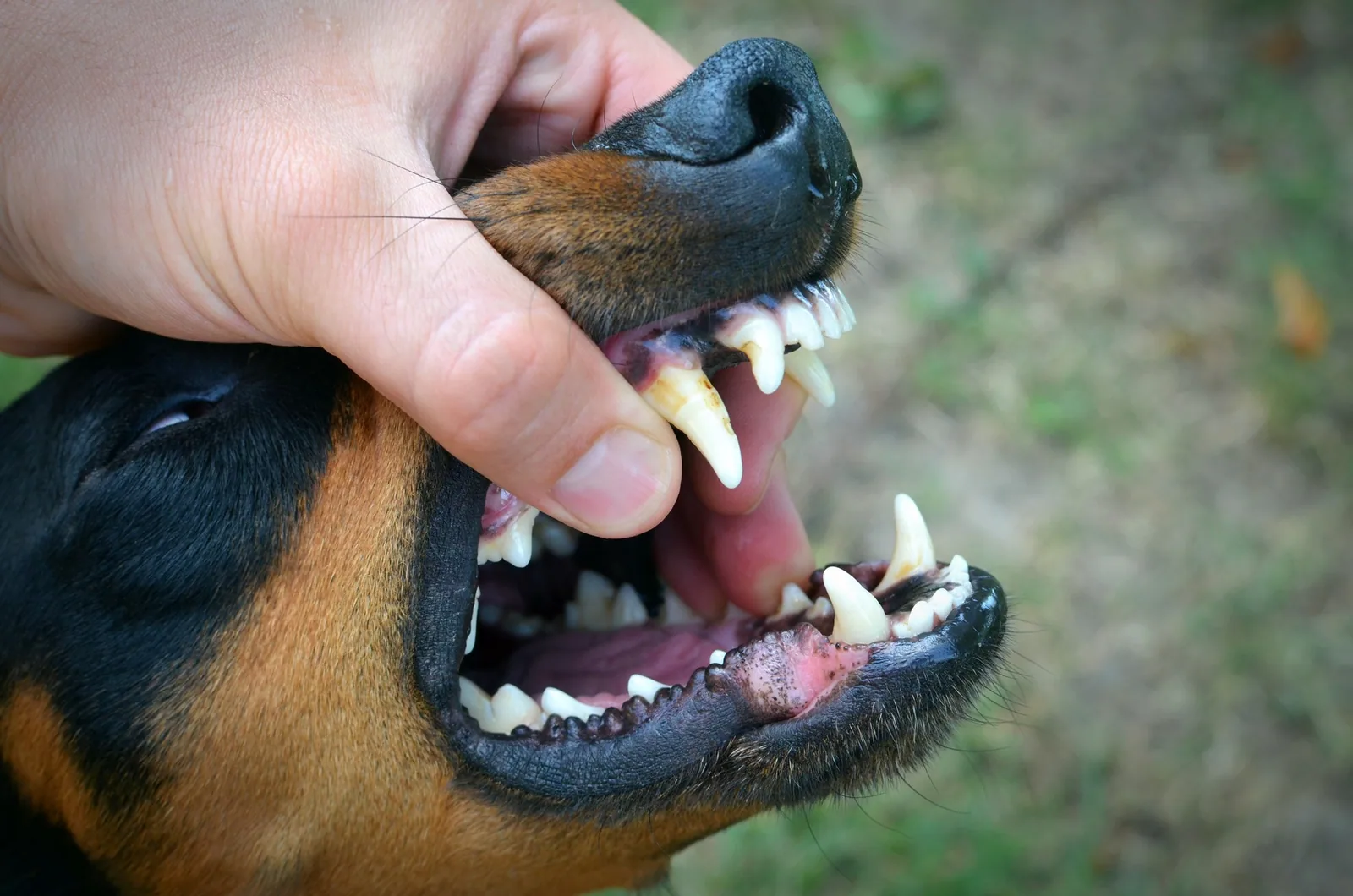 Mon enfant a été mordu par un chien ! Que dit la loi ? (indemnisation, contexte et jurisprudence)